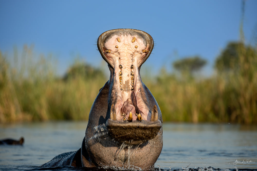 Experiencing the Wild Beauty of Botswana - May 2023