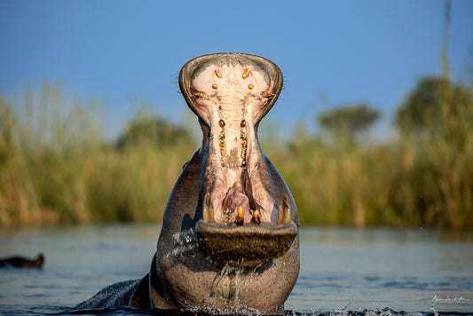 Experiencing the Wild Beauty of Botswana - May 2023
