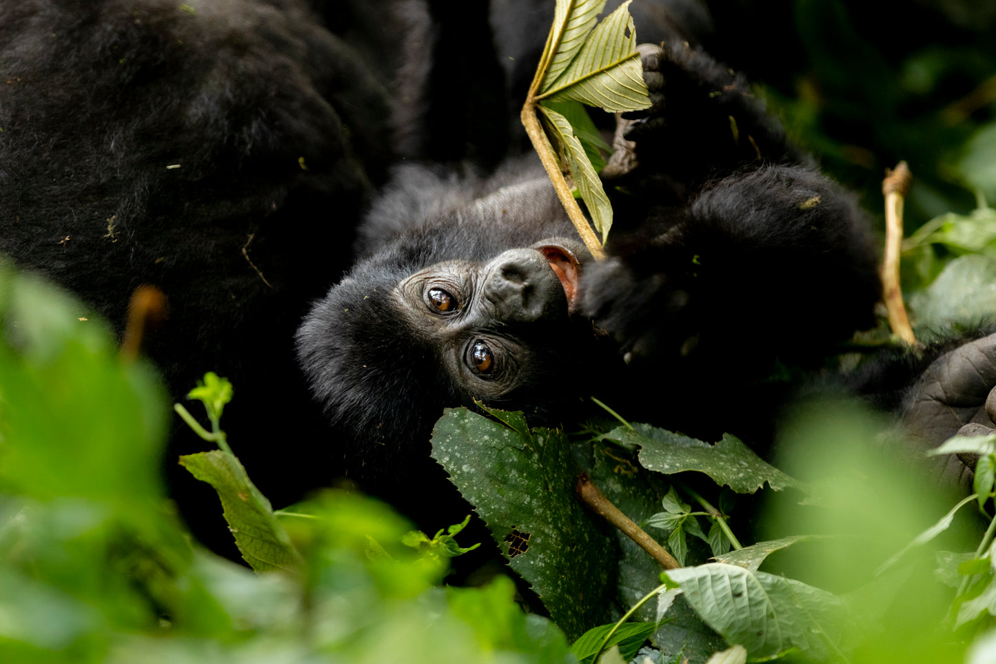 Playful gorilla - Uganda