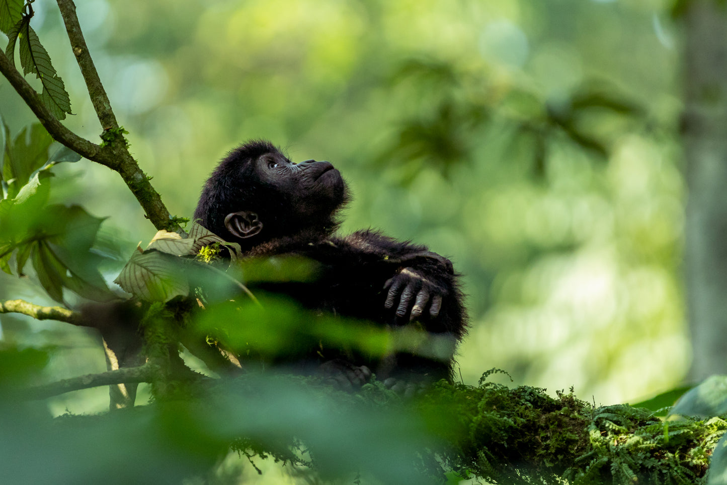A photograph featuring a juvenile mountain gorilla sitting in the trees and gazing into the distance.