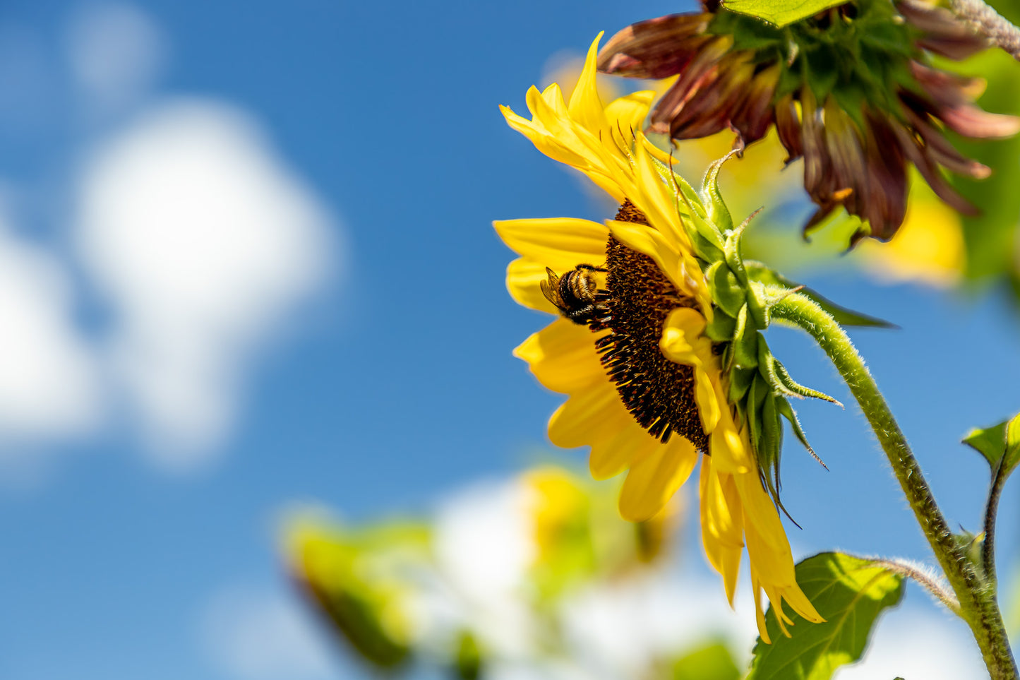 Busy bumblebee - New Zealand