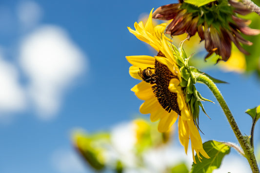 Busy bumblebee - New Zealand