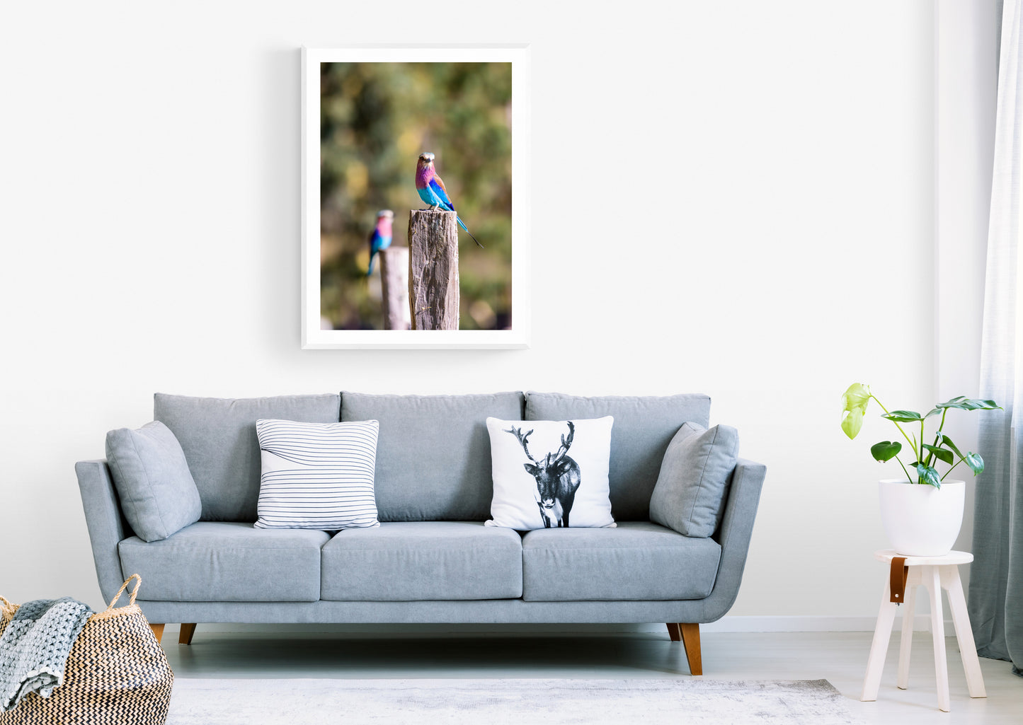 Vibrant Wings - Lilac Breasted Roller