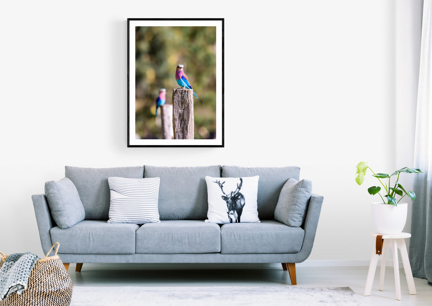 Vibrant Wings - Lilac Breasted Roller