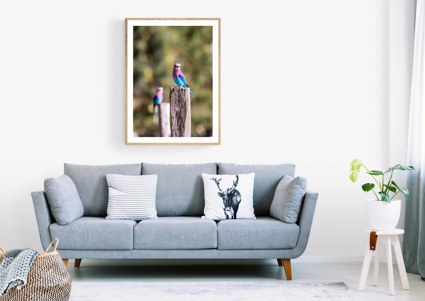 Vibrant Wings - Lilac Breasted Roller