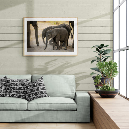 Elephant - Botswana
