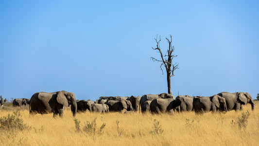 Herd of Elephants on the Plains