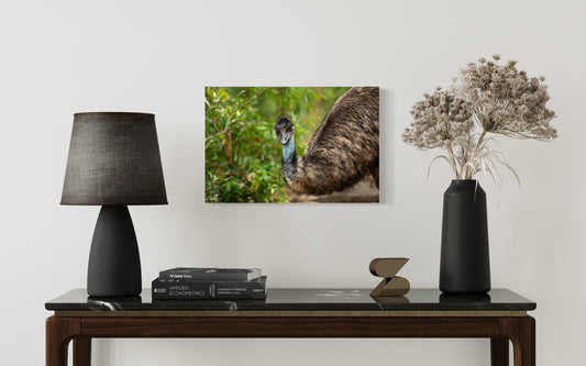 Emu - Australia