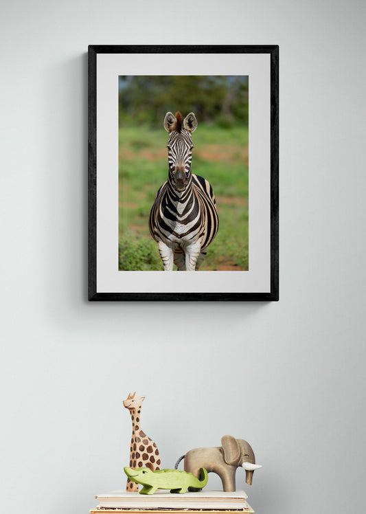 Zebra - South Africa
