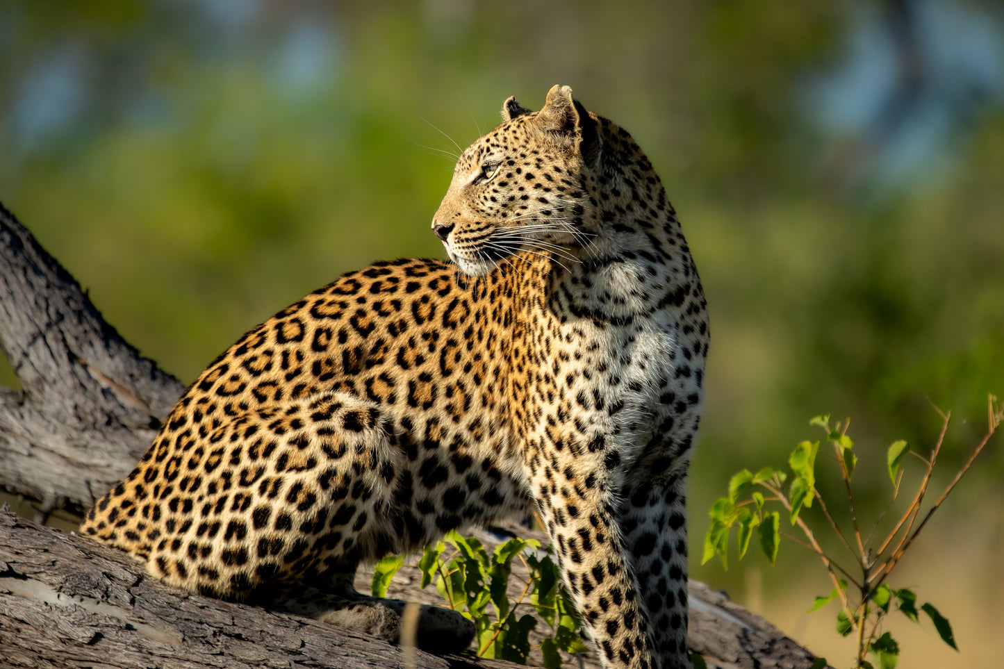 Leopard - Botswana