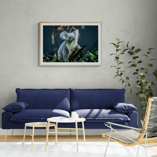 Koala - Australia