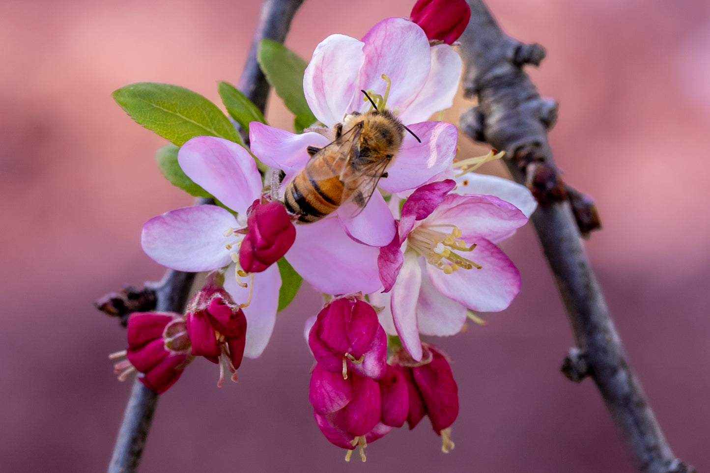 Buzzing bee - Australia