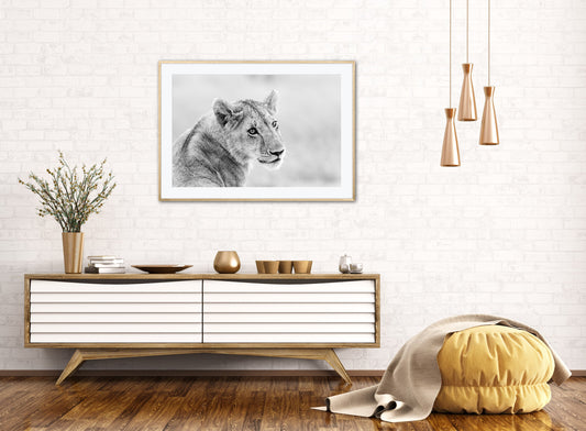 Lion cub - Kenya