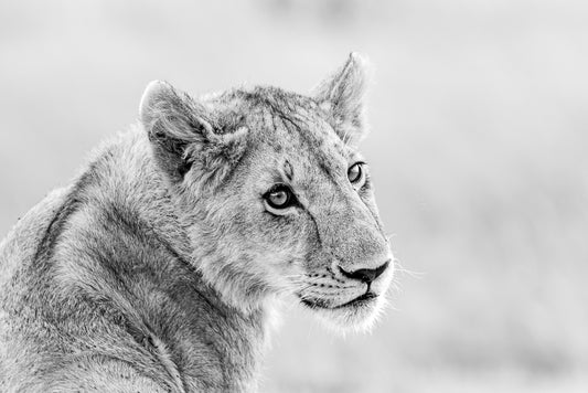 Lion cub - Kenya