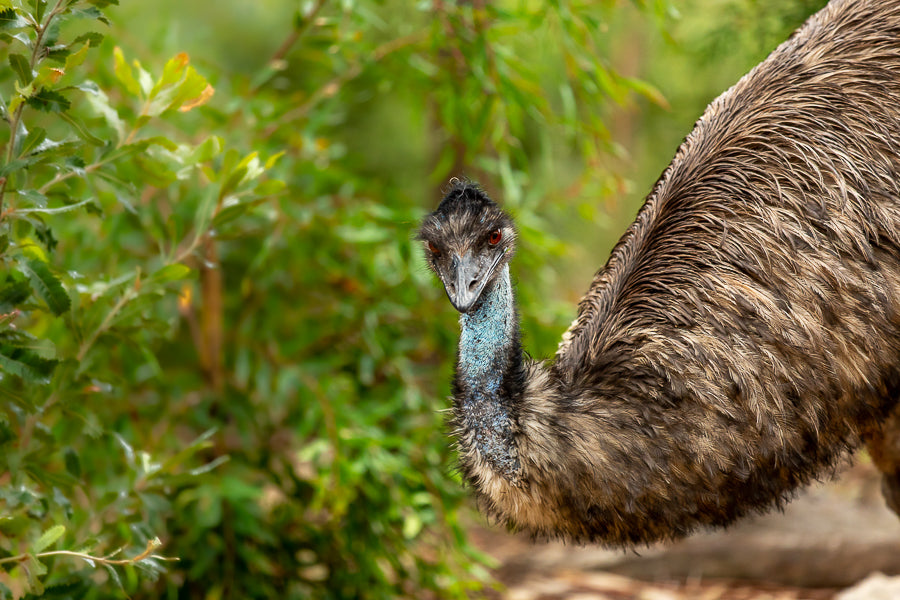 Elusive Emu