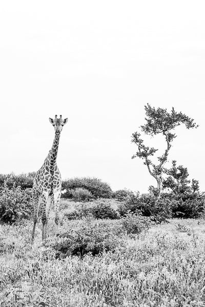 Graceful Giraffe