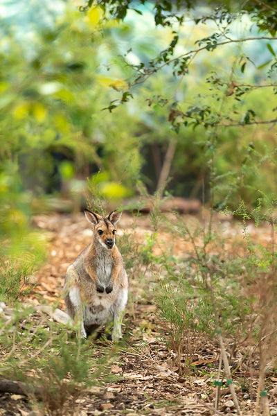 Kangaroo - Australia