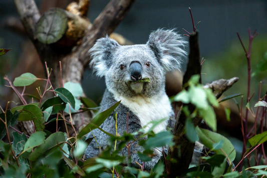 Fluffy Eared Koala