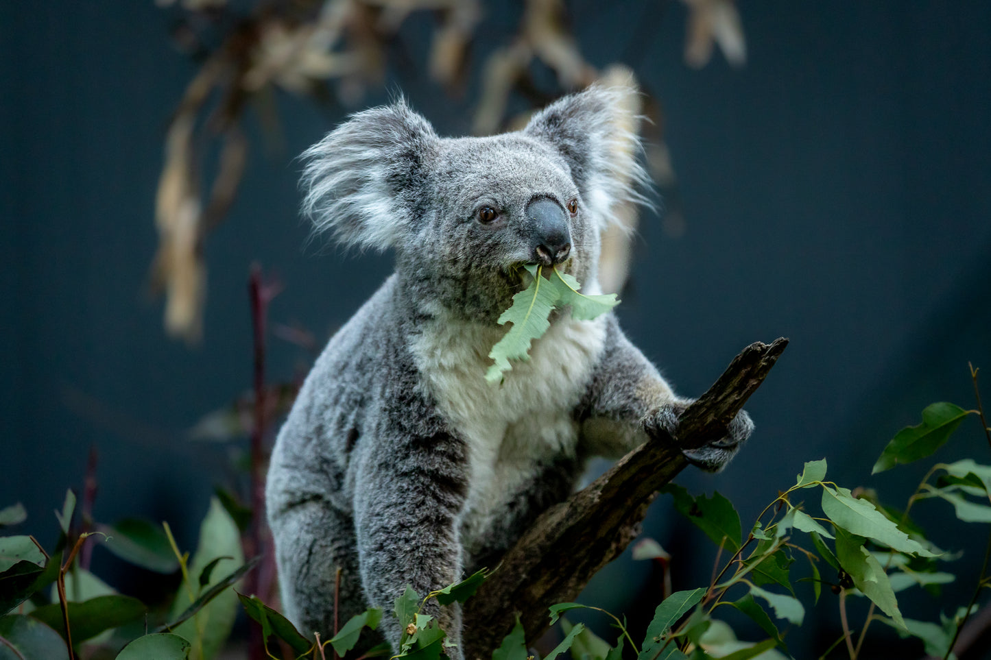 Koala - Australia