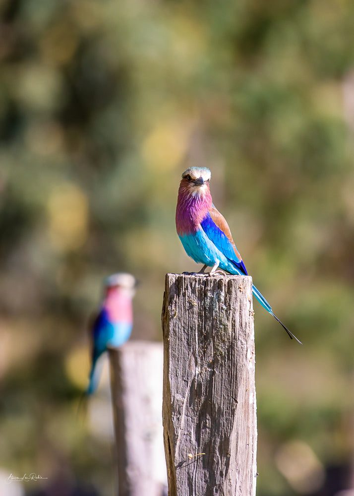 Vibrant Wings - Lilac Breasted Roller