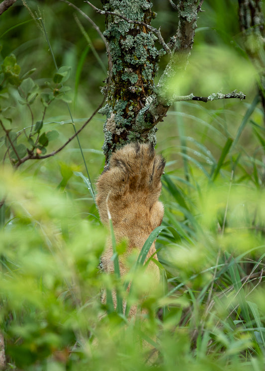 Lion - South Africa