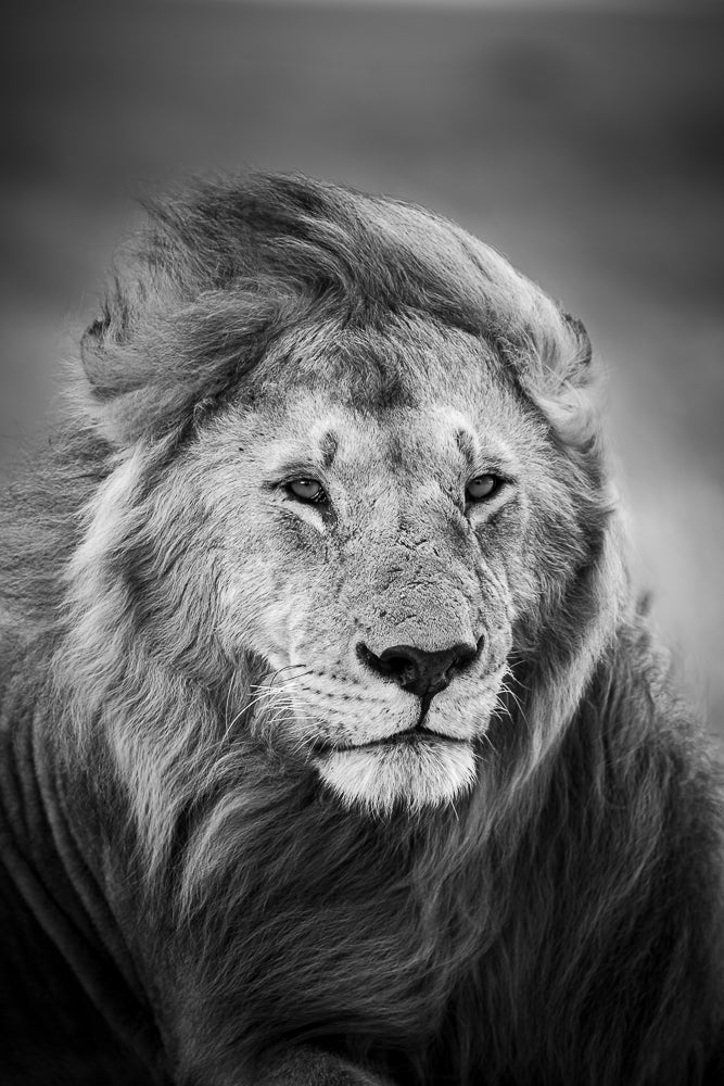 Lion - Kenya
