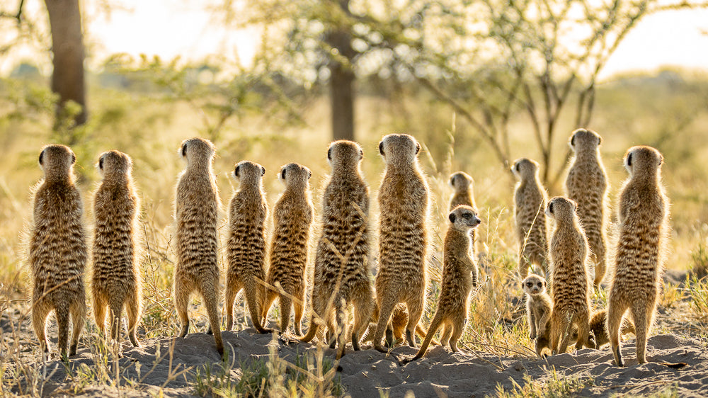 Meerkat Sentry - Botswana