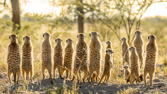 Curious Meerkats
