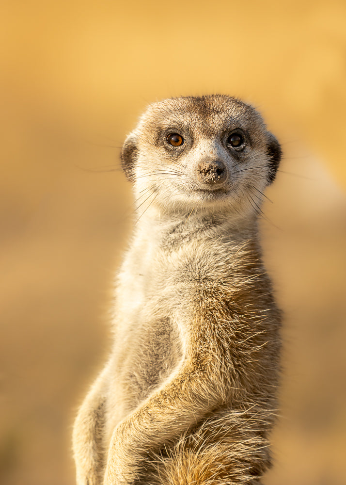 Meerkat Master