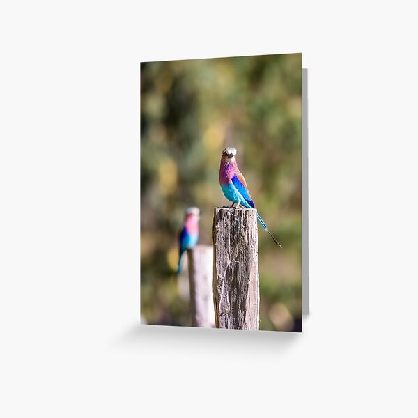 Vibrant Wings - Lilac Breasted Roller