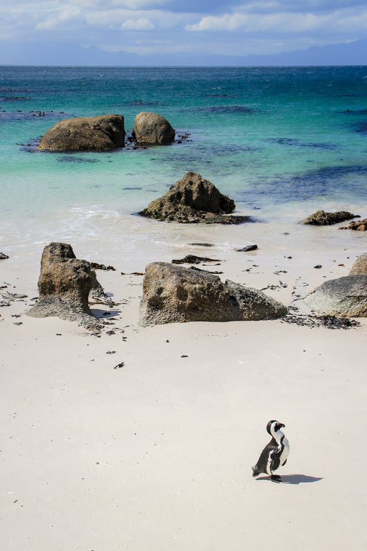 African Penguin - South Africa