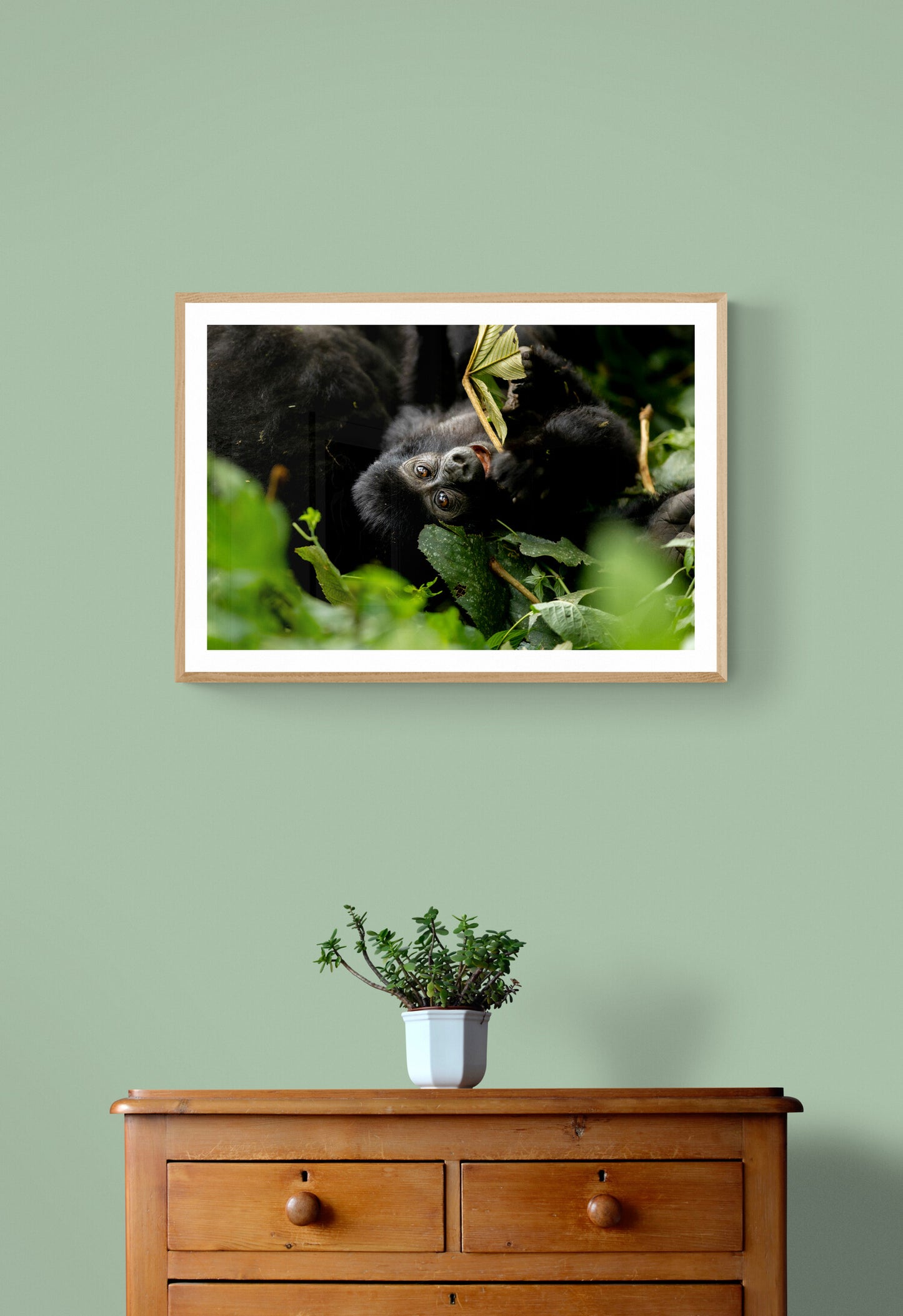 Playful gorilla - Uganda
