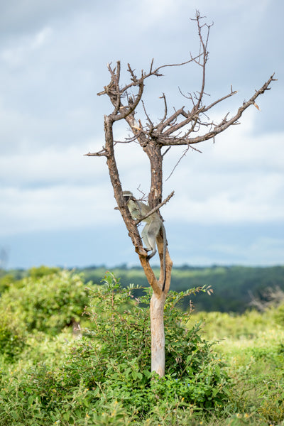 Vivacious Vervet Monkey