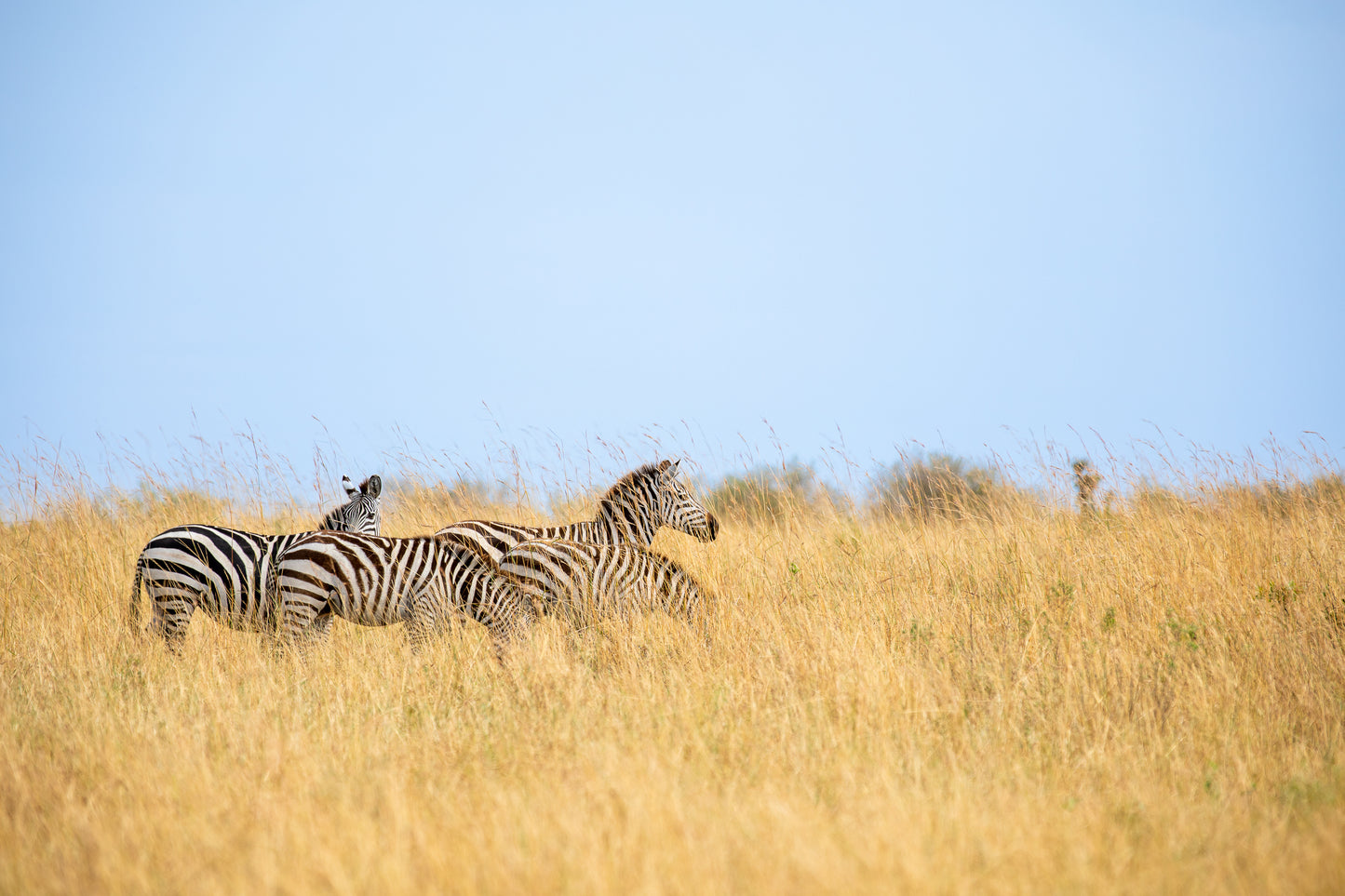 Grasslands Zebras