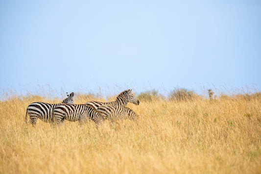 Grasslands Zebras