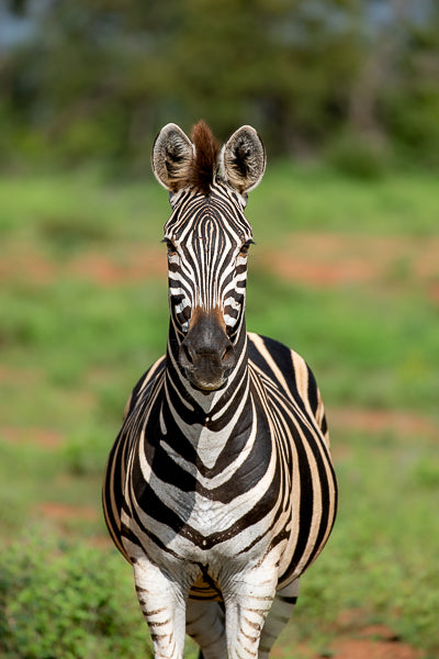 Dazzling Zebra