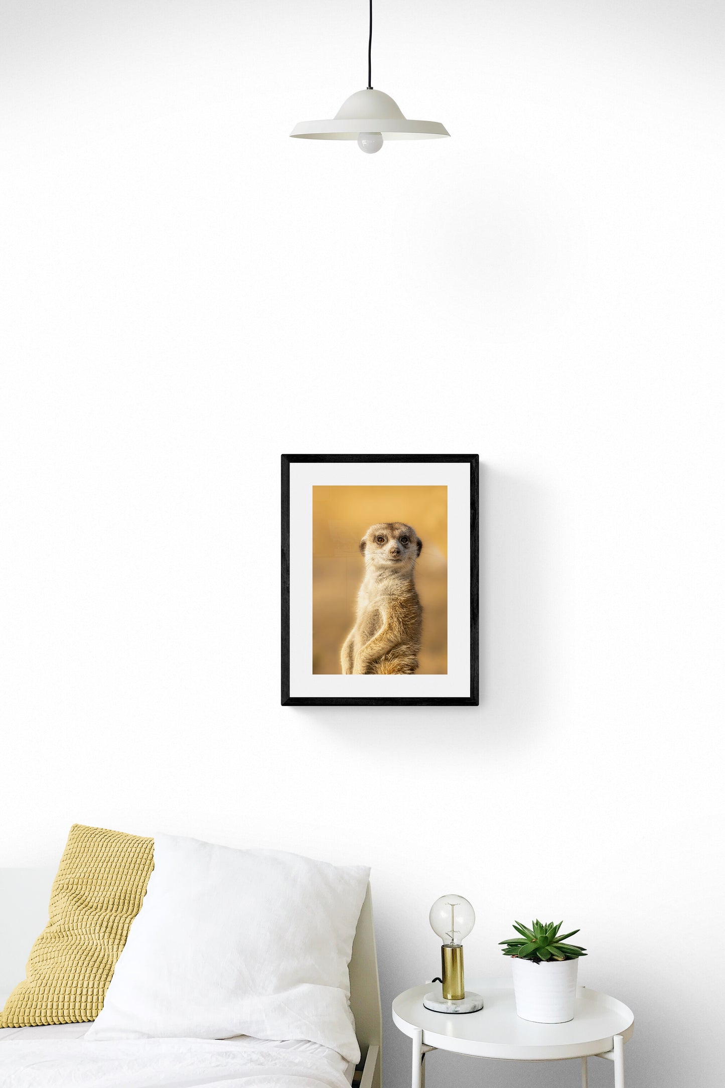 Meerkat Master