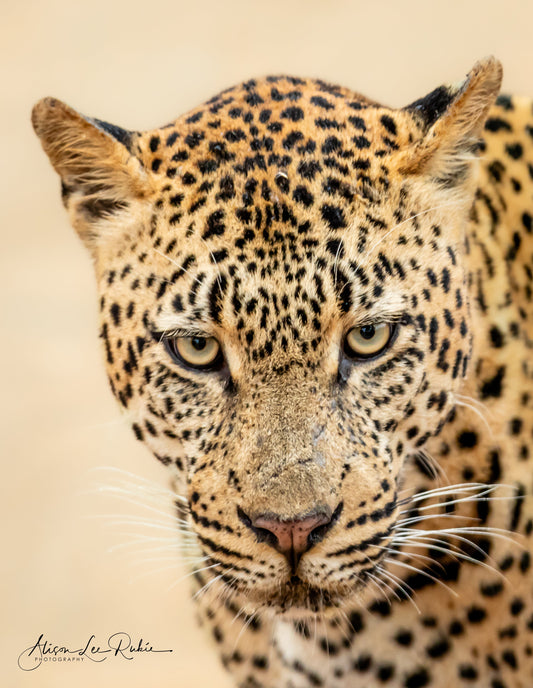Talks, Safaris and Competitions!