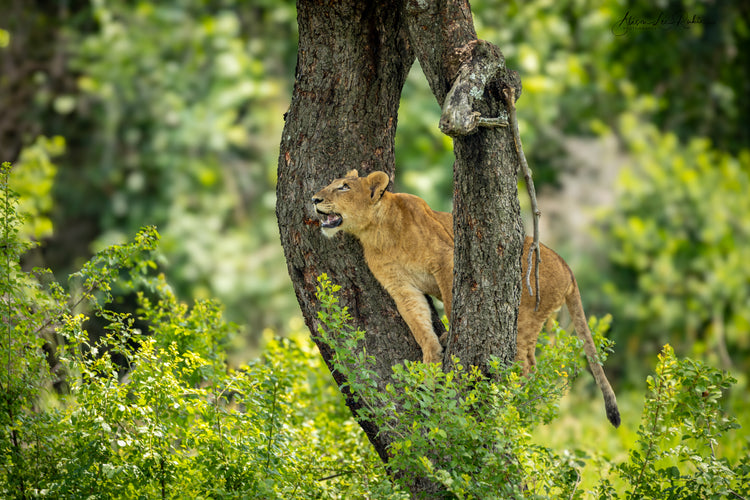 WILDLIFE