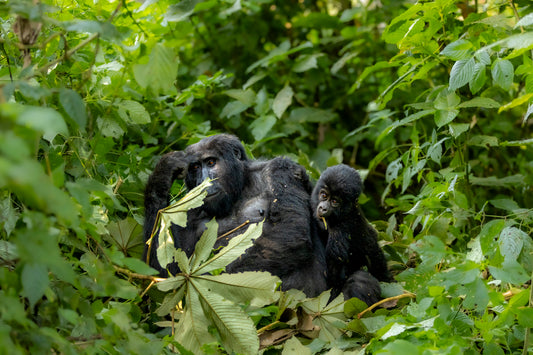 Gorilla Motherly Love