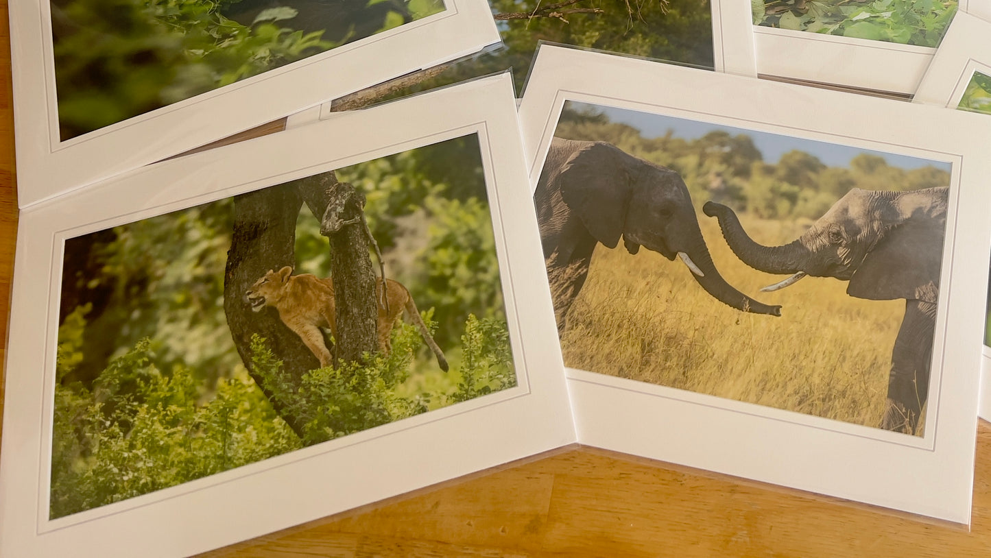 Playful Elephant Calves