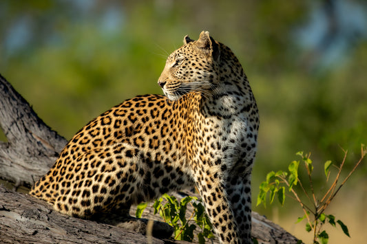 Leopardess Gazing over Shoulder