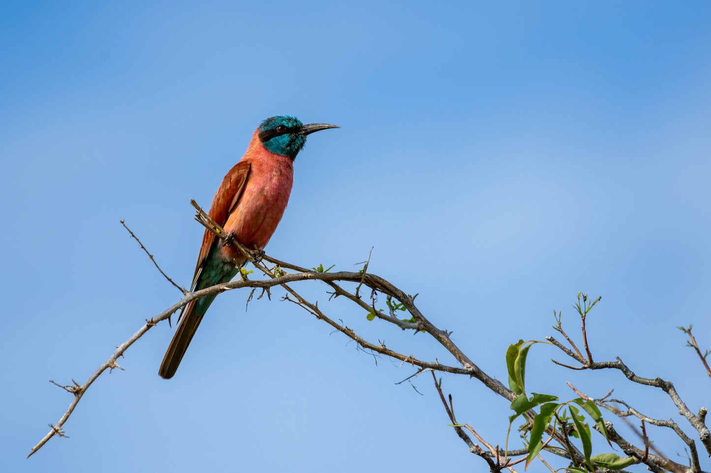 Southern Carmine Bee-eater - Botswana