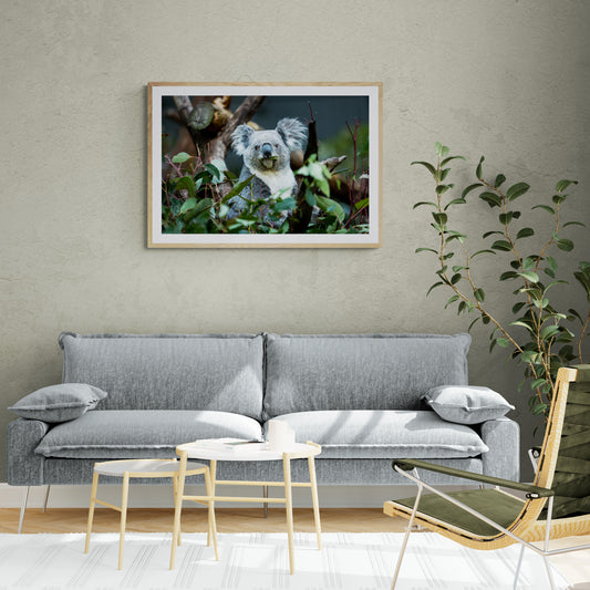 Sweet Koala - Australia