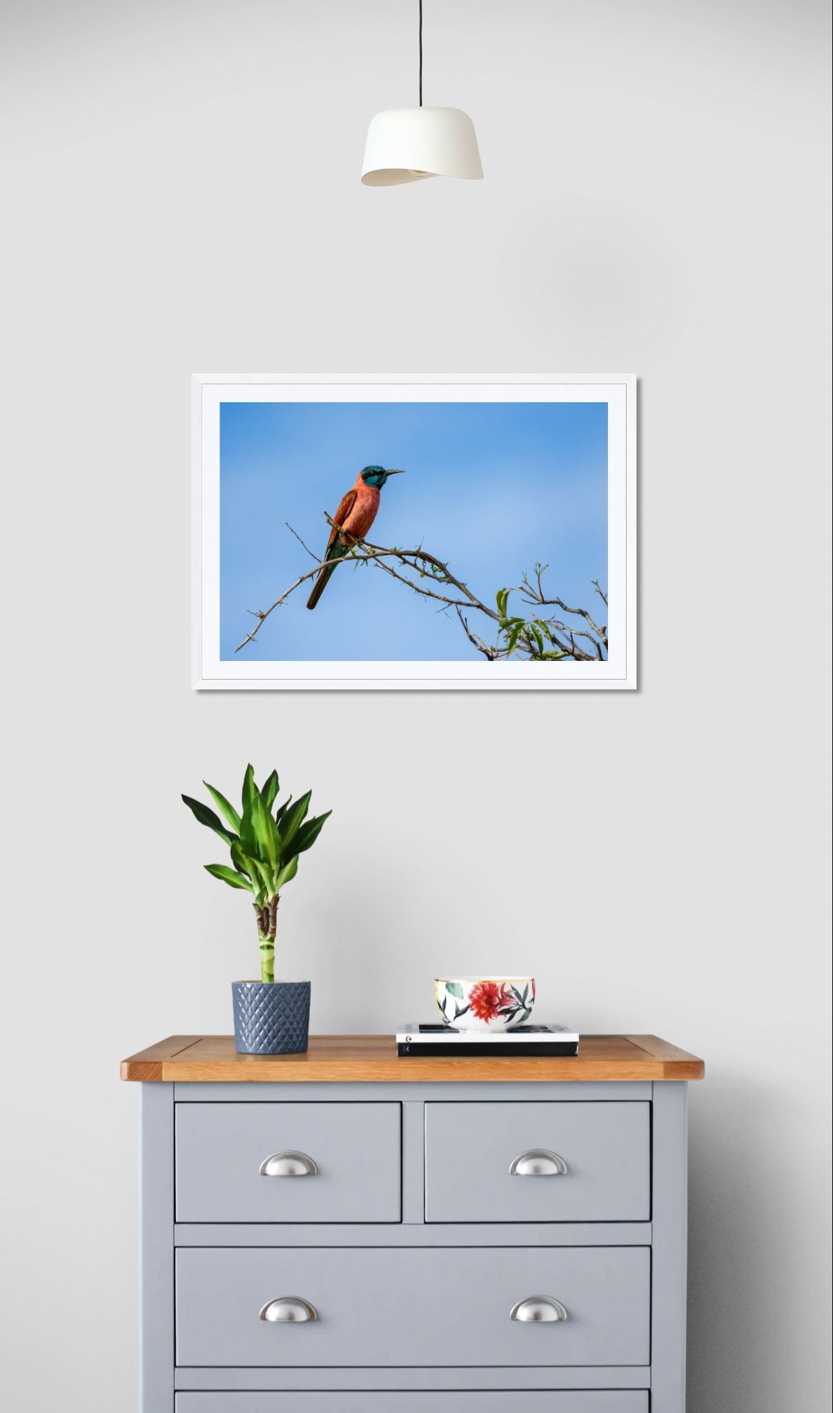 Southern Carmine Bee-eater - Botswana