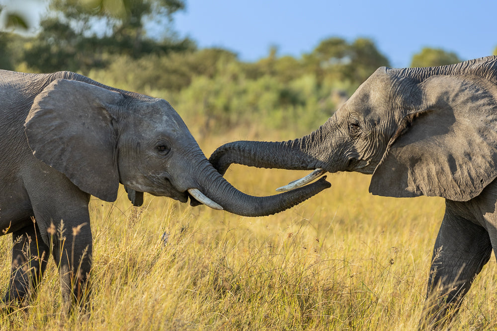 Trunk to Trunk Harmony