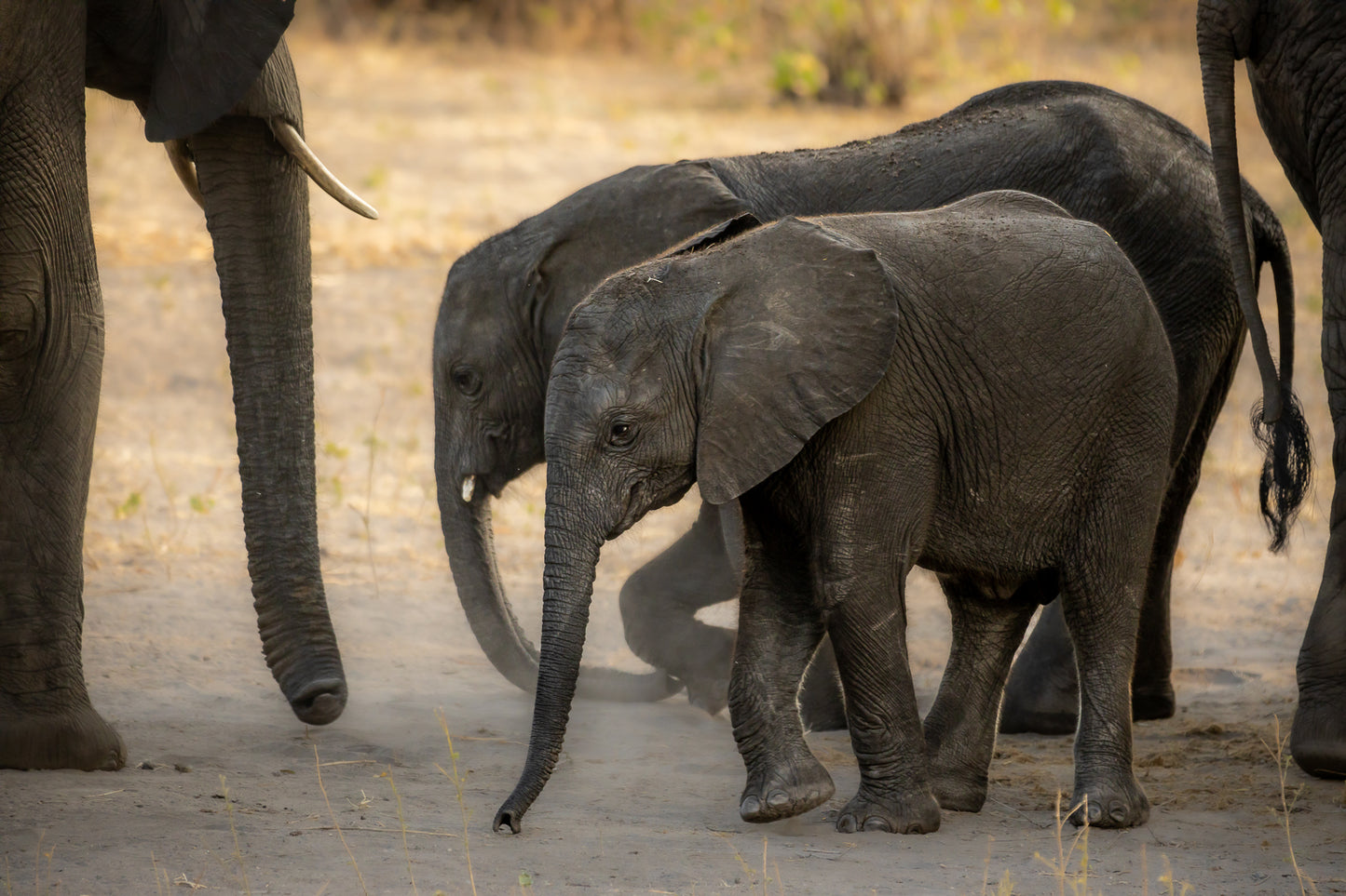 Playful Elephant Calves