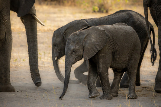 Playful Elephant Calves