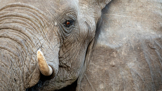 Soulful Gaze: Captivating Elephant's Face